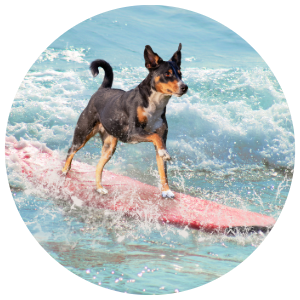 Profile photo of Priya