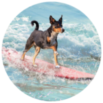 Profile photo of p-singh